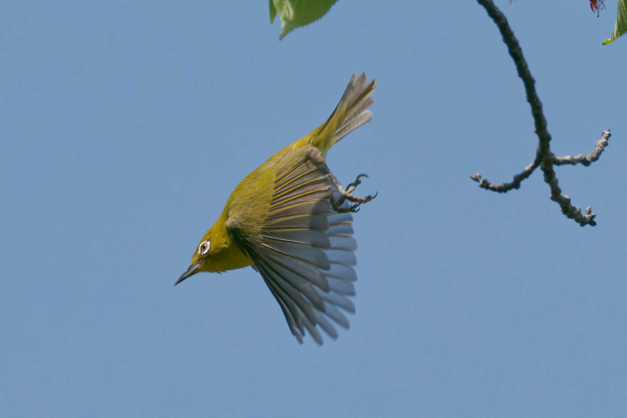 Photo of Warbling White-eye at 京都府 by Syun