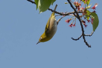 Warbling White-eye 京都府 Sat, 4/20/2024