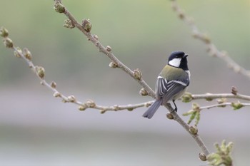 シジュウカラ 近所 2024年4月6日(土)