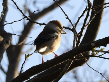 2024年4月10日(水) 近所の野鳥観察記録