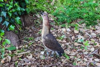 Japanese Night Heron Ukima Park Sun, 4/21/2024