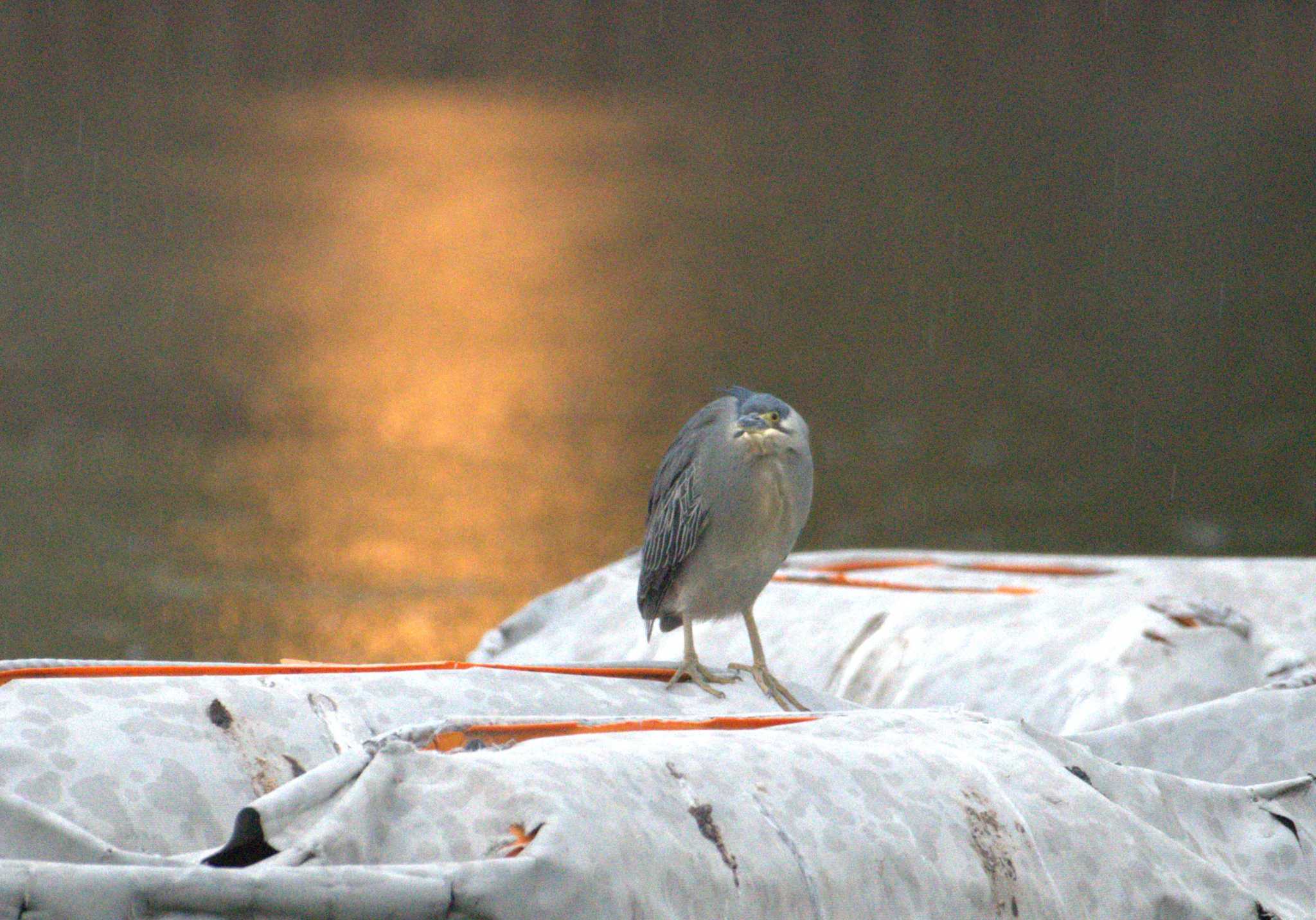 Photo of Striated Heron at Ukima Park by morinokotori