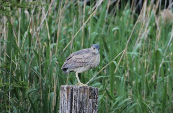 Black-crowned Night Heron Ukima Park Sun, 4/21/2024