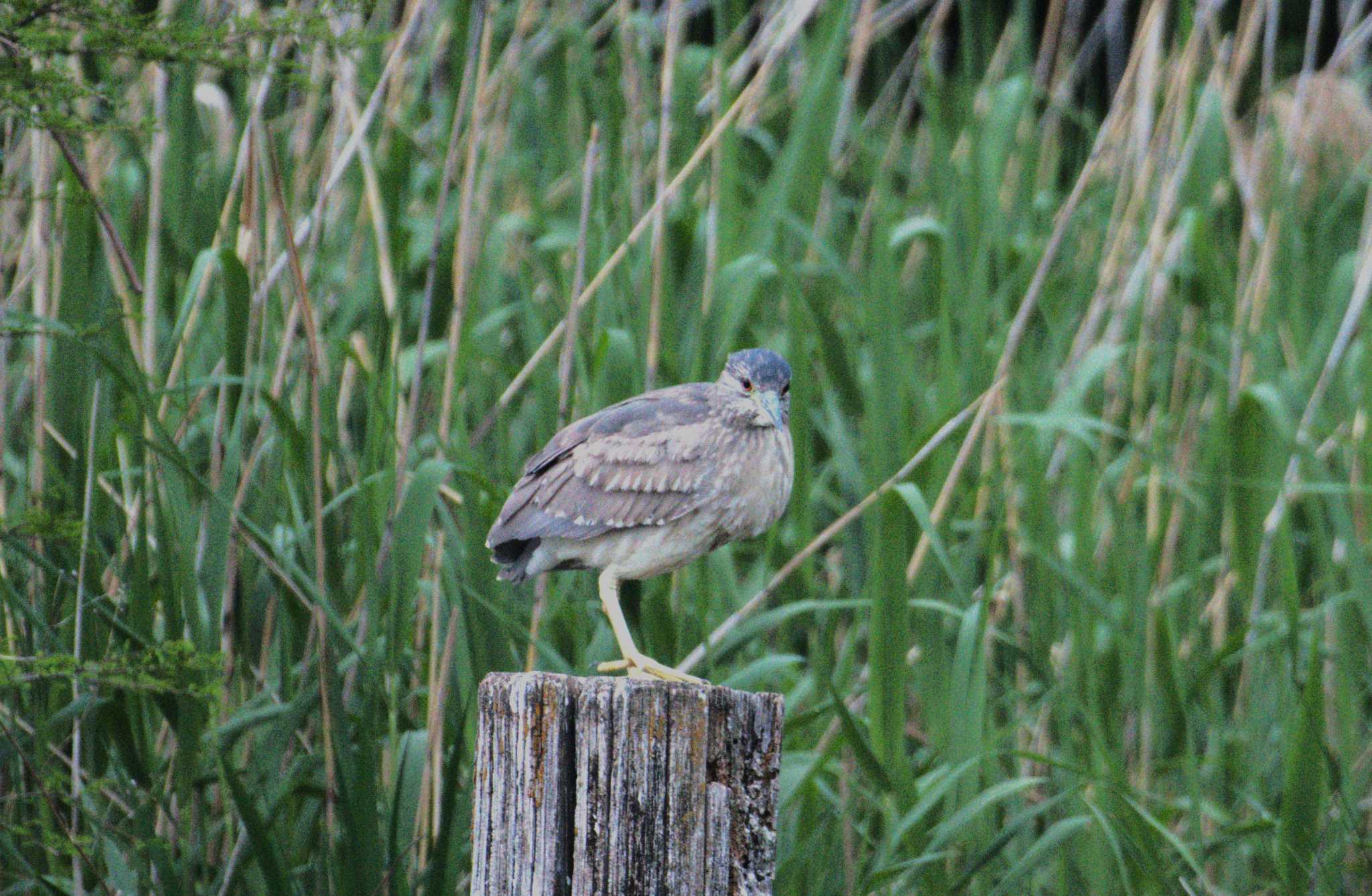 Photo of Black-crowned Night Heron at Ukima Park by morinokotori