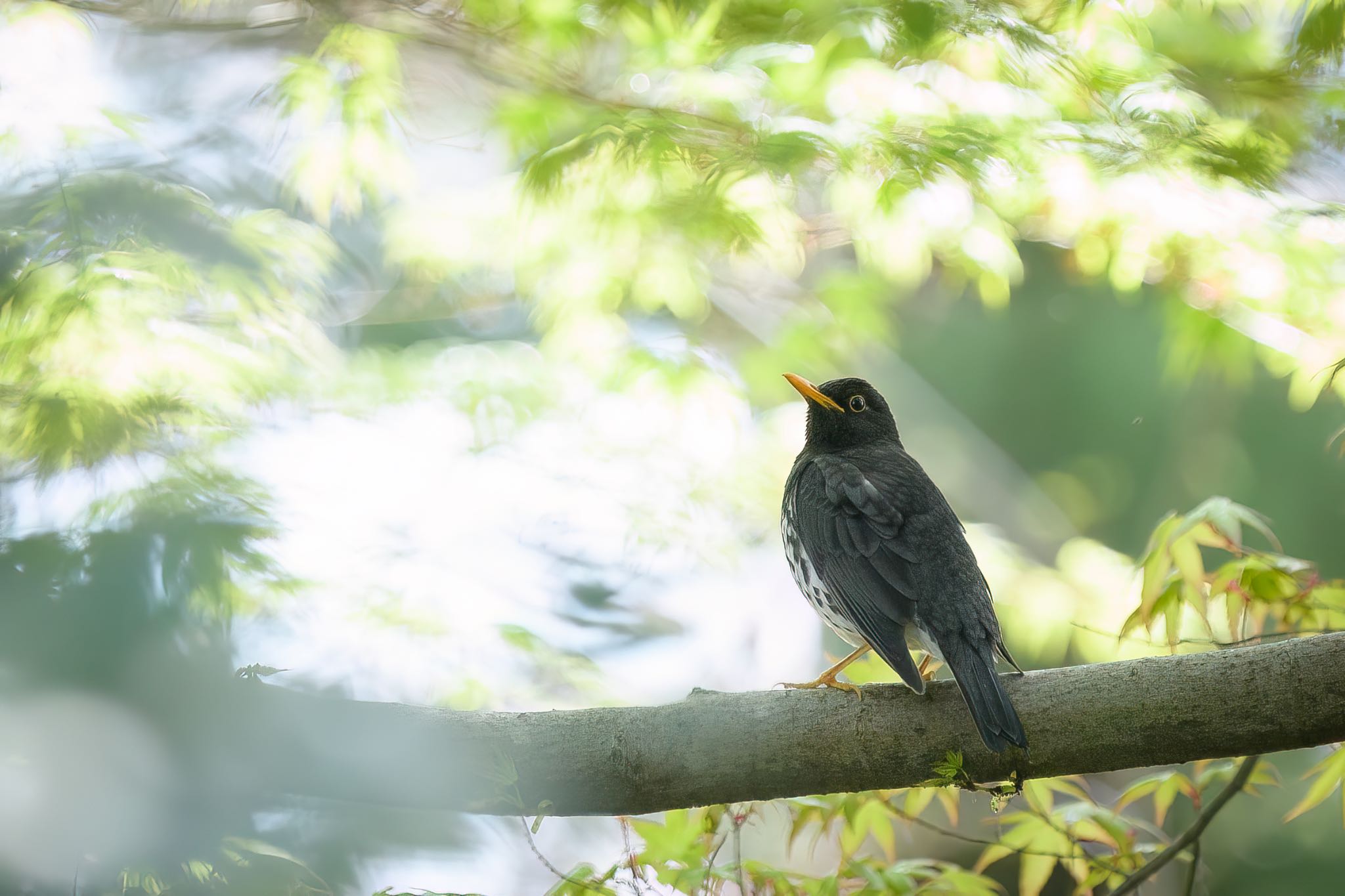 今季初オス by sotanaka.bird