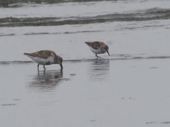 Western Sandpiper Sambanze Tideland Sat, 4/6/2024