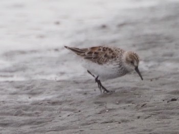 Western Sandpiper Sambanze Tideland Sat, 4/6/2024