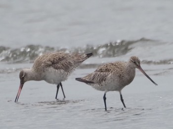 Bar-tailed Godwit Sambanze Tideland Sat, 4/6/2024