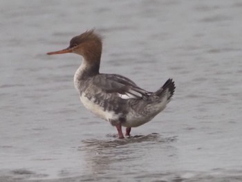 Red-breasted Merganser Sambanze Tideland Sat, 4/6/2024