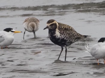 Pacific Golden Plover Sambanze Tideland Sat, 4/6/2024