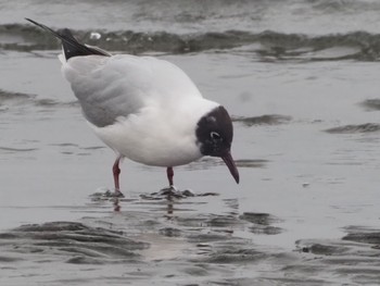 ユリカモメ ふなばし三番瀬海浜公園 2024年4月6日(土)