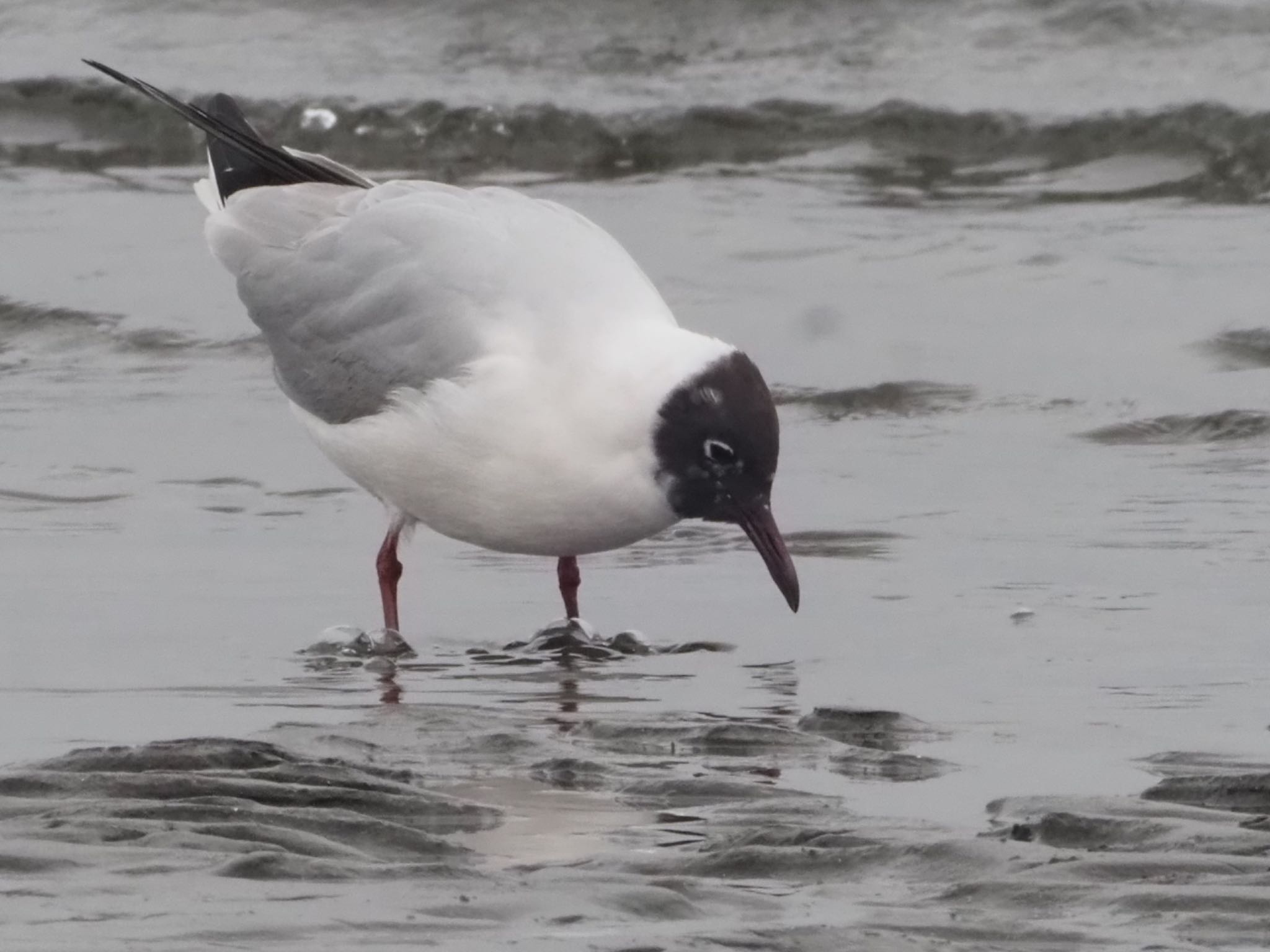 Photo of Black-headed Gull at Sambanze Tideland by ほーちゃん