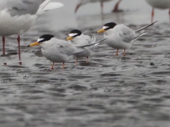 コアジサシ ふなばし三番瀬海浜公園 2024年4月6日(土)