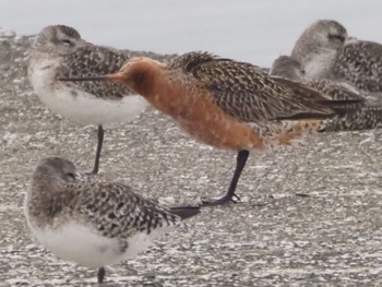 Bar-tailed Godwit Sambanze Tideland Sat, 4/6/2024