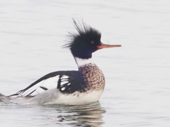 ウミアイサ ふなばし三番瀬海浜公園 2024年4月6日(土)