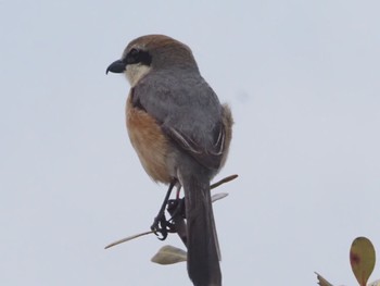 Bull-headed Shrike Watarase Yusuichi (Wetland) Sun, 4/7/2024