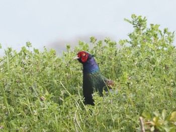 Green Pheasant Watarase Yusuichi (Wetland) Sun, 4/7/2024