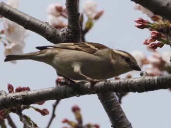 ニュウナイスズメ 渡良瀬遊水地 2024年4月7日(日)