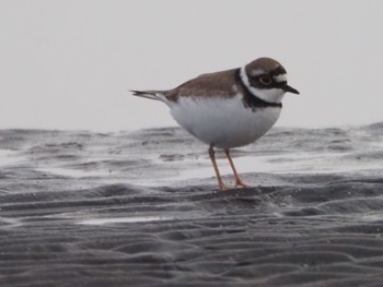 Little Ringed Plover Sambanze Tideland Sat, 4/6/2024