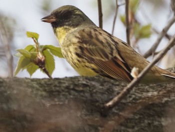 Masked Bunting Watarase Yusuichi (Wetland) Sun, 4/7/2024