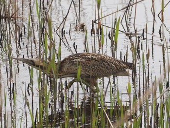 Eurasian Bittern Watarase Yusuichi (Wetland) Sun, 4/7/2024