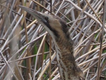 Eurasian Bittern Watarase Yusuichi (Wetland) Sun, 4/7/2024