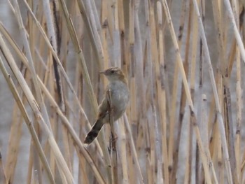 Zitting Cisticola Watarase Yusuichi (Wetland) Sun, 4/7/2024