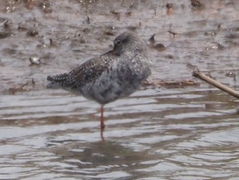 Spotted Redshank Watarase Yusuichi (Wetland) Sun, 4/7/2024