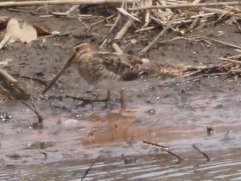 Common Snipe Watarase Yusuichi (Wetland) Sun, 4/7/2024