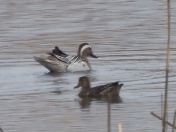 Garganey Watarase Yusuichi (Wetland) Sun, 4/7/2024