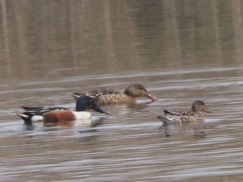 Northern Shoveler Watarase Yusuichi (Wetland) Sun, 4/7/2024