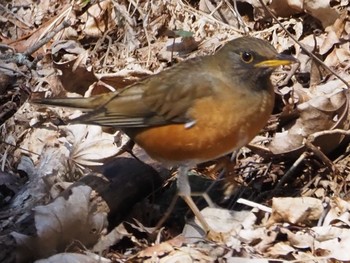 Brown-headed Thrush 伊香保森林公園 Sat, 4/13/2024