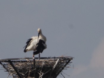 Oriental Stork Watarase Yusuichi (Wetland) Sun, 4/7/2024