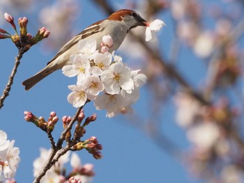 Russet Sparrow Watarase Yusuichi (Wetland) Sun, 4/7/2024