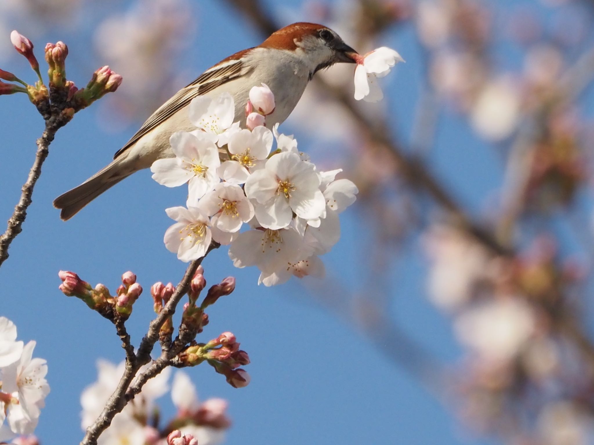 頭上から桜の花が、丸ごと降ってくる。 by ほーちゃん