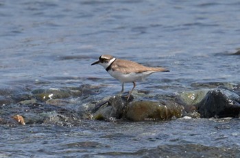 Long-billed Plover 酒匂川河口 Mon, 4/15/2024