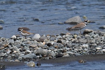 Little Ringed Plover 酒匂川河口 Mon, 4/15/2024