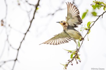 Chestnut-cheeked Starling 埼玉県 Sun, 4/21/2024