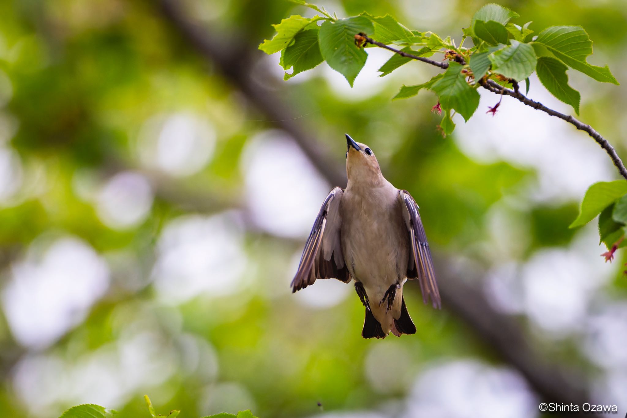 Photo of Chestnut-cheeked Starling at 埼玉県 by SNT