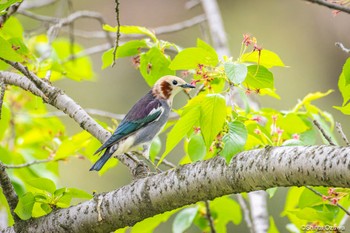 Chestnut-cheeked Starling 埼玉県 Sun, 4/21/2024