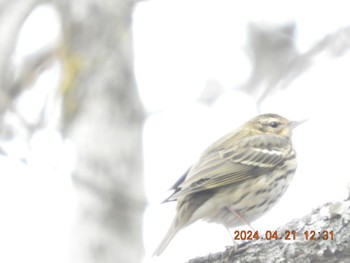 2024年4月21日(日) 大菩薩の野鳥観察記録