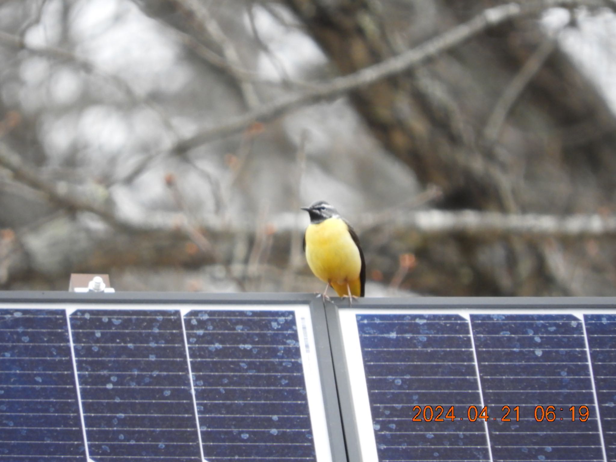 Photo of Grey Wagtail at 大菩薩 by ケンシロウ