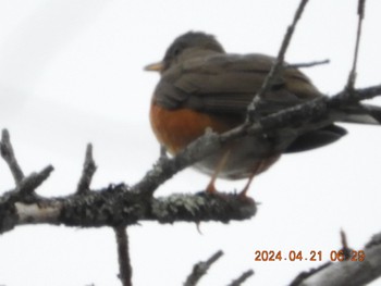 Brown-headed Thrush 大菩薩 Sun, 4/21/2024