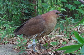 Japanese Night Heron 都内 Sun, 4/21/2024