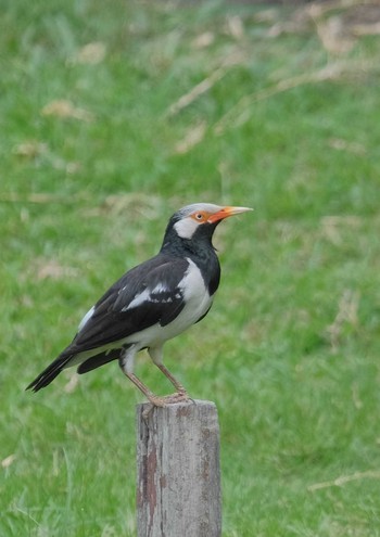 Siamese Pied Myna Wachirabenchathat Park(Suan Rot Fai) Wed, 4/17/2024