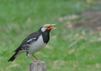 Siamese Pied Myna Wachirabenchathat Park(Suan Rot Fai) Wed, 4/17/2024