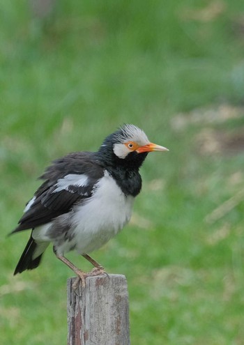 Siamese Pied Myna Wachirabenchathat Park(Suan Rot Fai) Wed, 4/17/2024