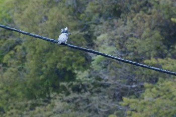 Crested Kingfisher 百月ダム(愛知県) Sat, 4/20/2024