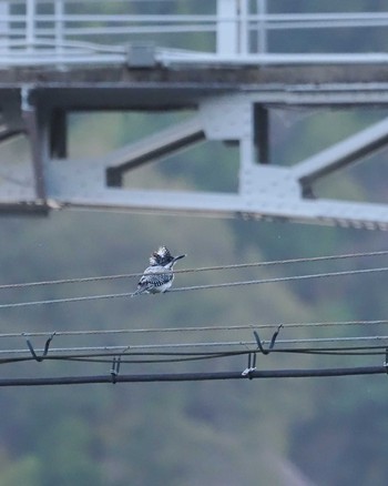 Crested Kingfisher 百月ダム(愛知県) Sat, 4/20/2024