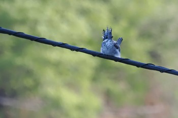 Crested Kingfisher 百月ダム(愛知県) Sat, 4/20/2024